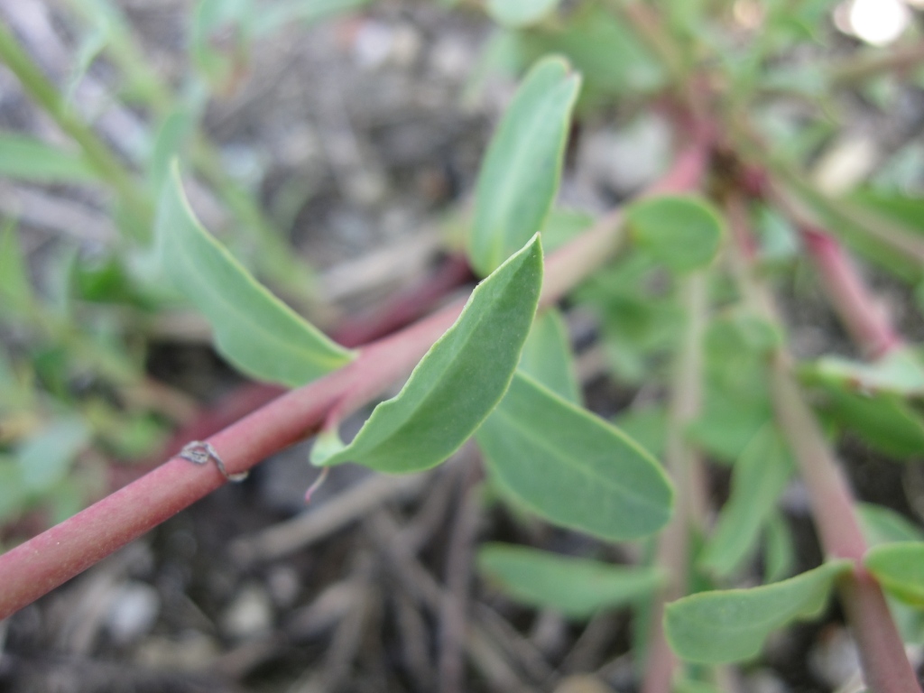 Euphorbia terracina